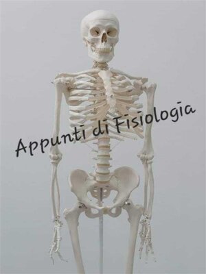 cover image of APPUNTI DI FISIOLOGIA da Corso Universitario Completo